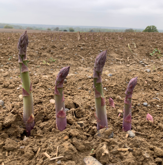 How is asparagus grown?