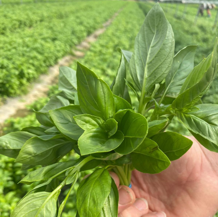 How do we grow our Kentish Basil?