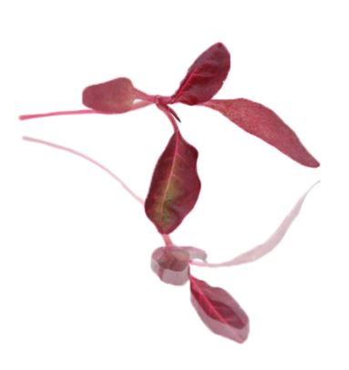 Baby Cress Red Amaranth Punnet - 30g