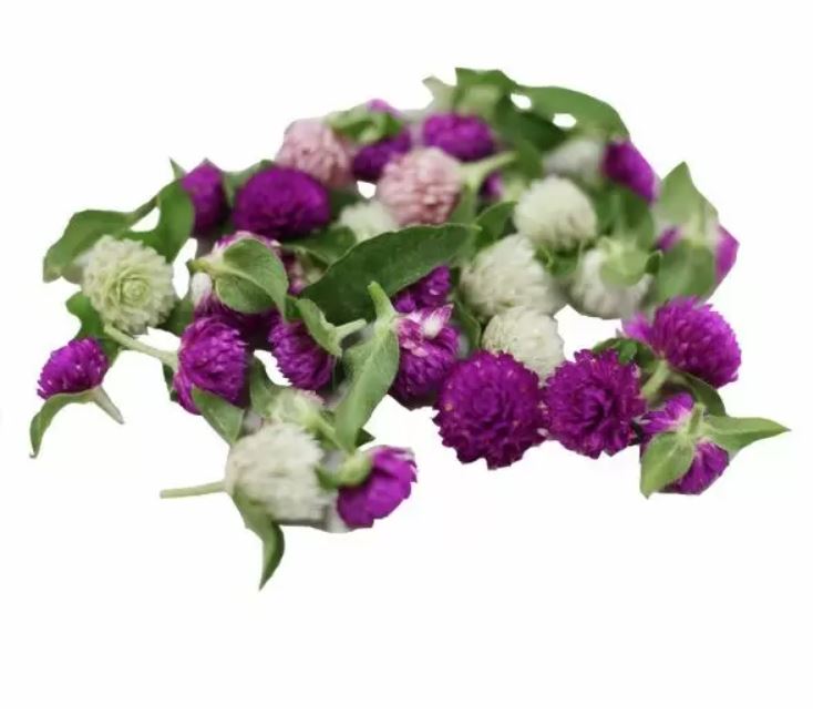 Amaranth Pom Pom Flower Punnet - 15g