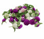 Amaranth Pom Pom Flower Punnet - 15g