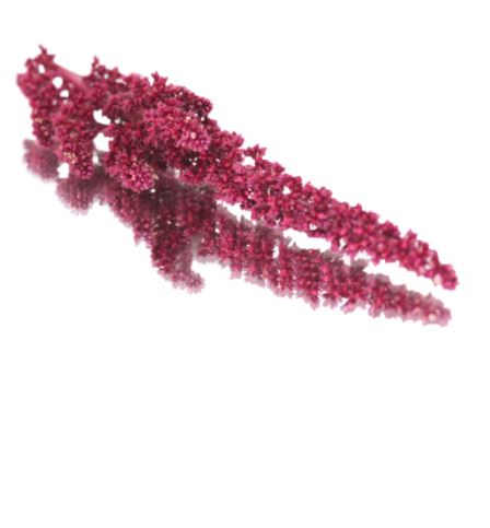 Amaranth Flower Punnet - 20g