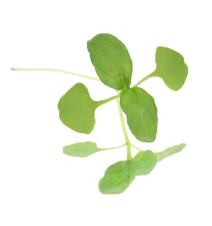 Baby Cress Green Basil Punnet - 30g