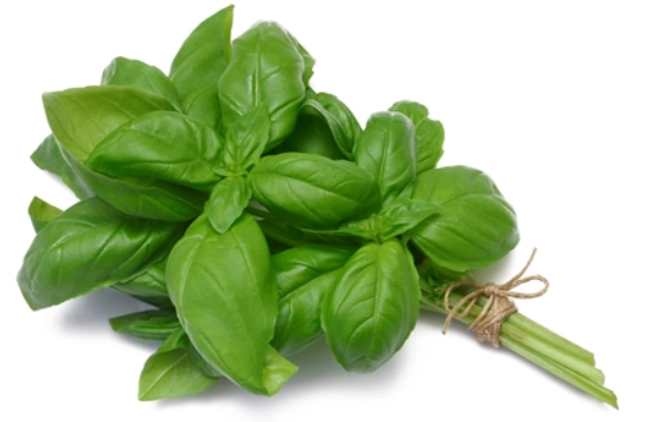 Basil 40g-Watts Farms