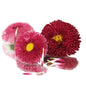 Bellis Daisy Punnet - 14g