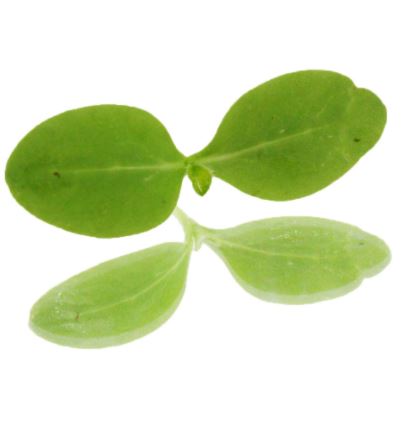 Baby Cress Borage Punnet - 30g