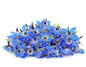 Borage Flowers Blue Punnet 30g