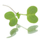 Baby Cress Broccoli Punnet - 30g