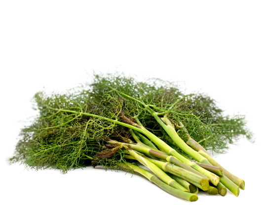 Bronze Fennel Fronds Punnet 20g