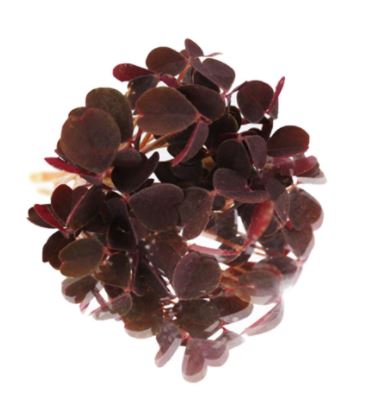 Baby Cress Butterfly Sorrel Red Punnet - 15g