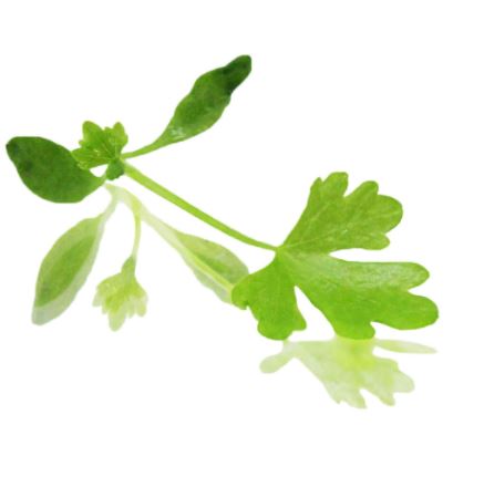 Baby Cress Celery Punnet - 30g