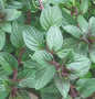 Chocolate Mint Punnet (30G)