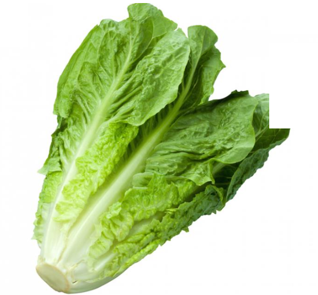 Cos / Romaine Lettuce - Each-Watts Farms