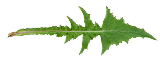 Dandelion Leaf