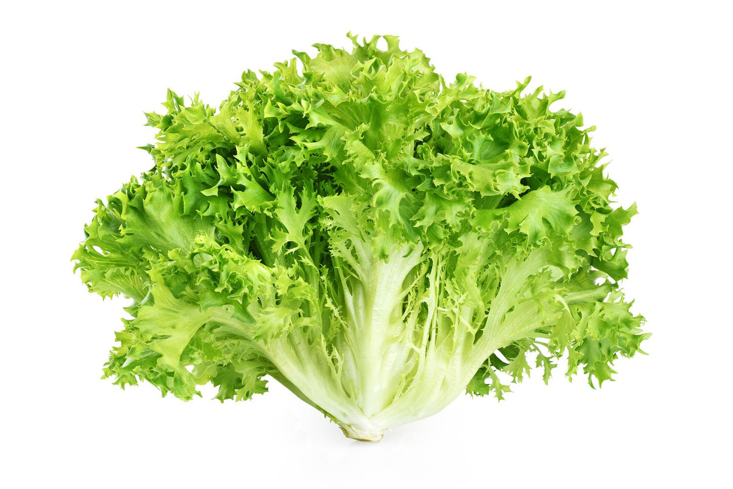 Lettuce Escarole Each