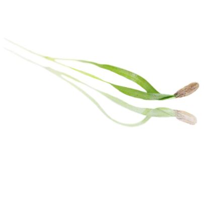 Baby Cress Fennel Punnet - 30g