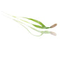 Baby Cress Fennel Punnet - 30g