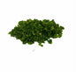 Chillies Green Hand Diced 5mm - 1kg