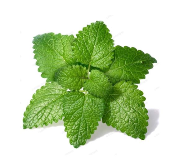 Lemon Balm Bunch - 50g