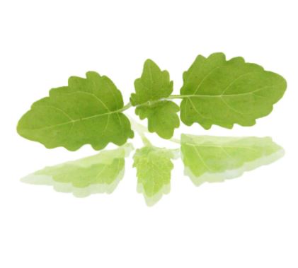 Baby Cress Lemon Balm Punnet - 30g