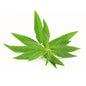 Lemon Verbena Fresh - 12g