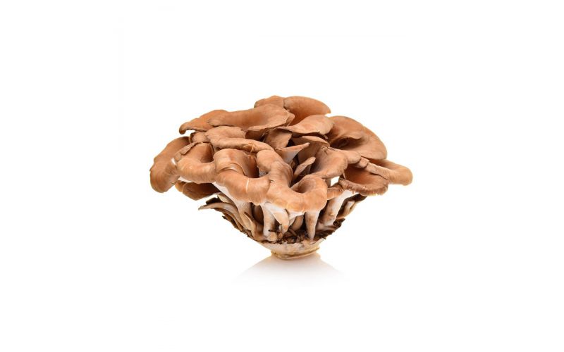 Mushrooms Hen Of Wood Kg