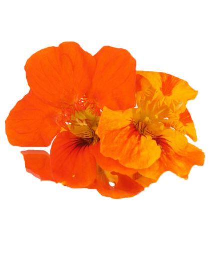 Nasturtium Flowers Punnet - 50g