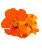 Nasturtium Flowers Punnet - 50g