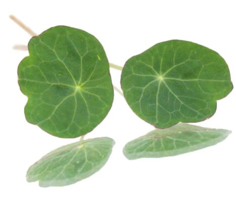 Nasturtium Leaves - 12g