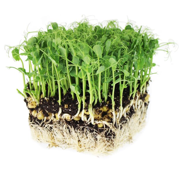 Peashoots Standard Punnet (100G)