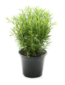 Potted Rosemary (Day 1 for Day 3)