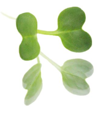 Baby Cress Radish Punnet - 30g