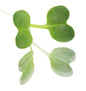 Baby Cress Radish Punnet - 30g