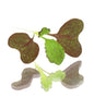 Baby Cress Red Mustard Frills Punnet - 30g