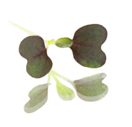 Baby Cress Red Pak Choi Punnet - 30g