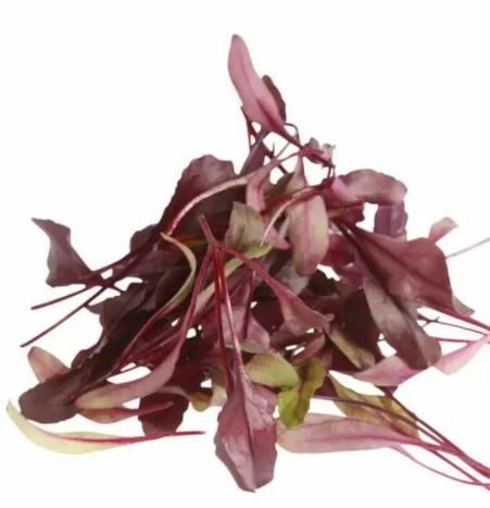 Baby Cress Red Chard Punnet - 30g