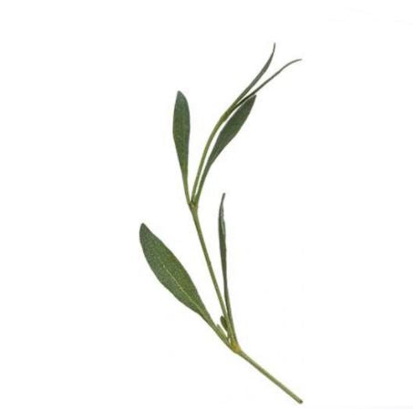 Sea Purslane Punnet - 50g