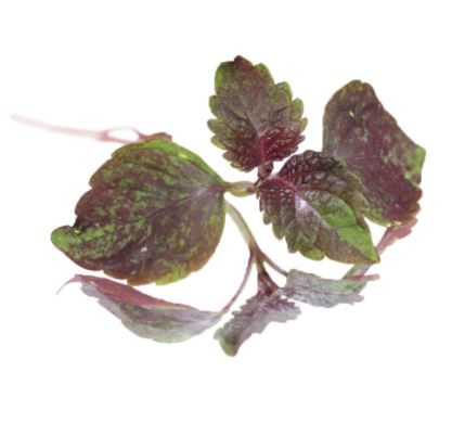 Baby Cress Perilla / Shiso Punnet - 30g