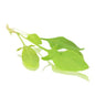 Baby Cress Sorrell Punnet - 30g