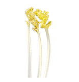 Sea Kale Pack