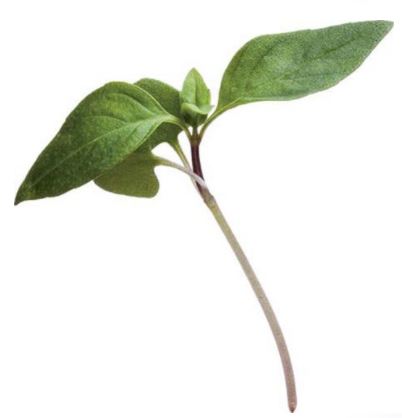 Baby Cress Thai Basil Punnet - 30g