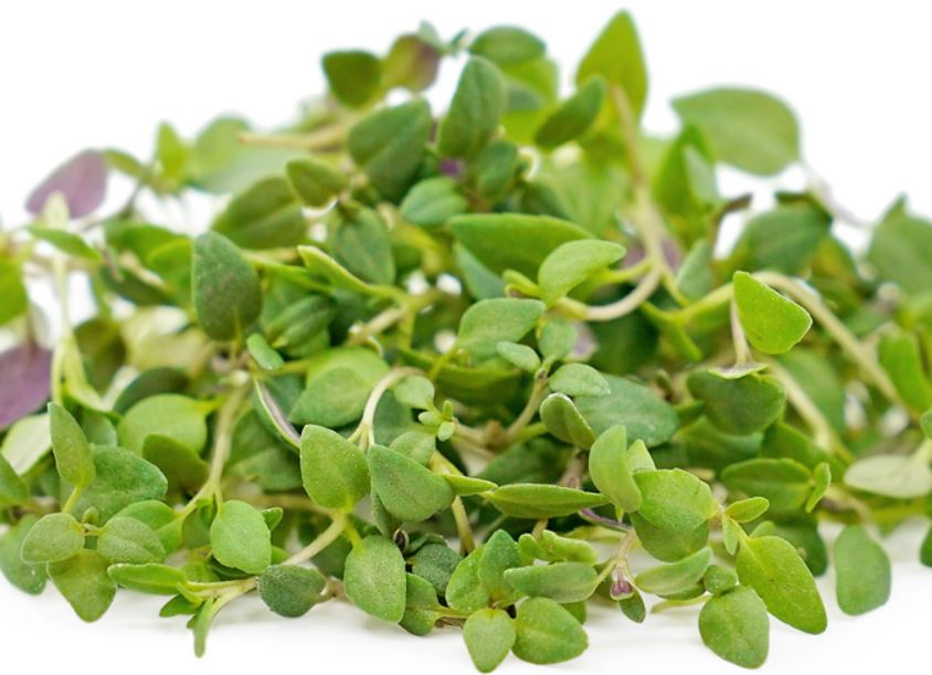 Baby Cress Thyme Punnet - 30g