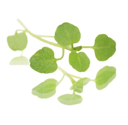 Baby Cress Watercress Punnet - 100g