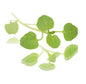 Baby Cress Watercress Punnet - 100g