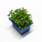 Atsina Cress Box (16x50g)