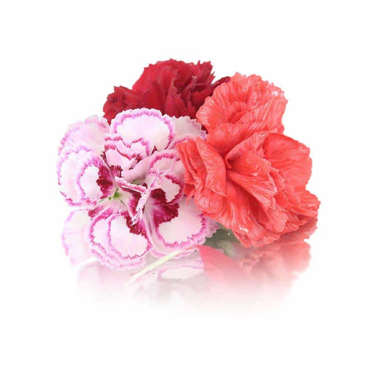 Flower Carnations Punnet