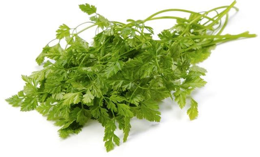 Chervil Fresh