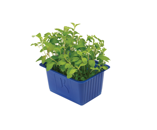 Honny Cress Box (16x50g)