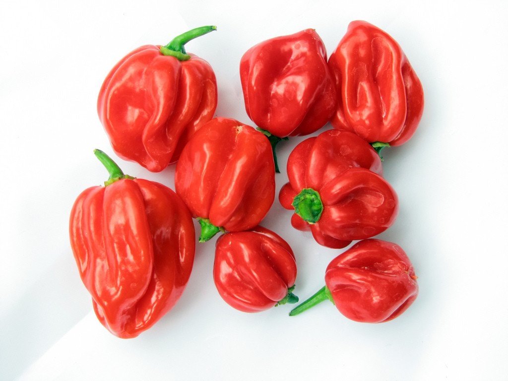 Chillies Red Scotch Bonnet - 100g-Watts Farms