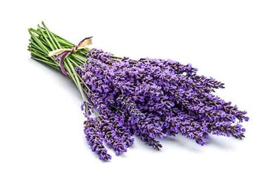 Lavender Bunch-Watts Farms